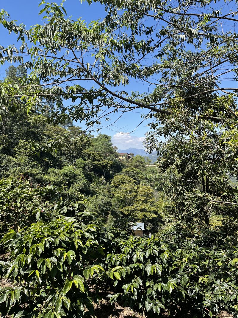Quetzalito