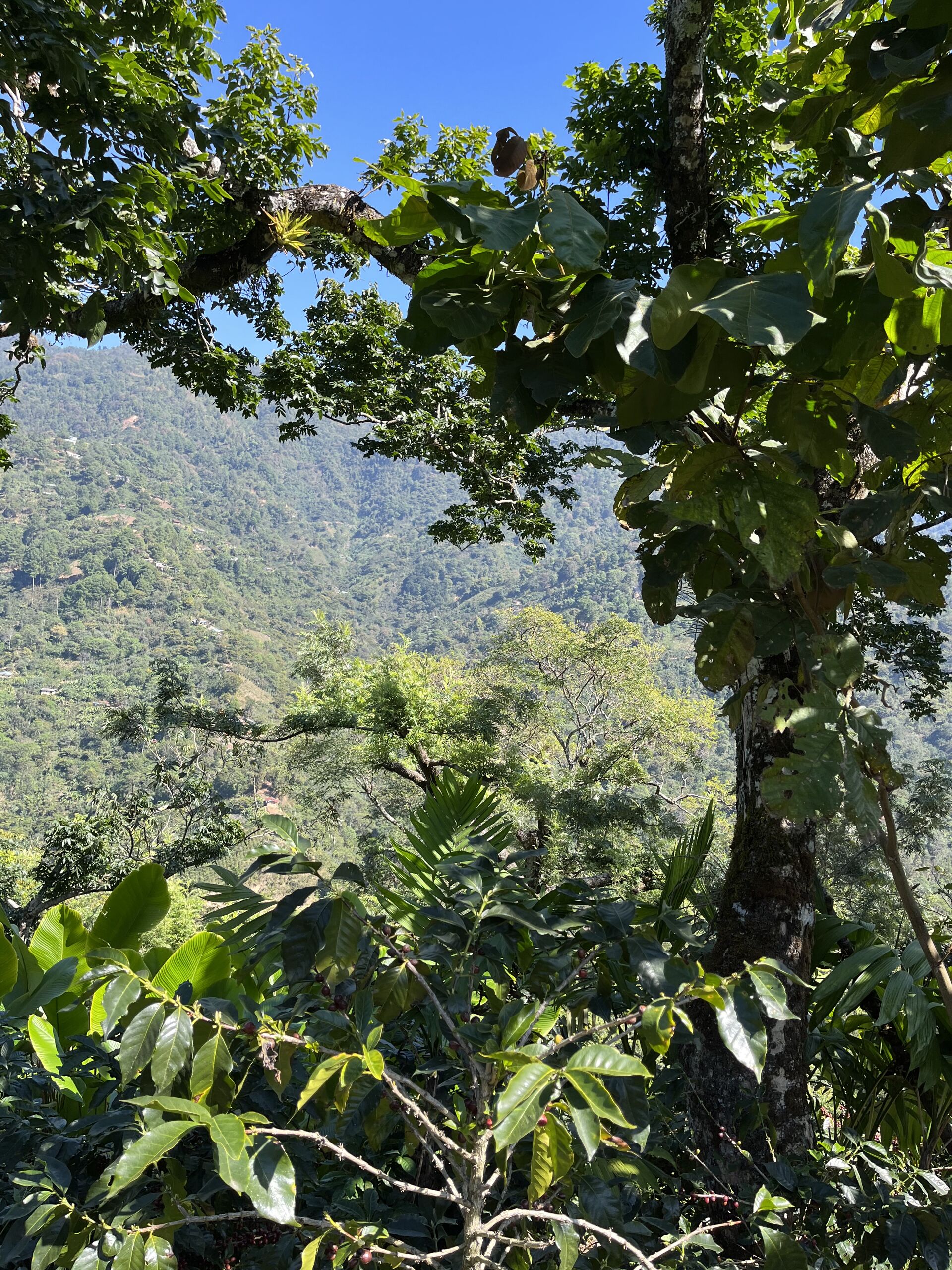 Quetzalito