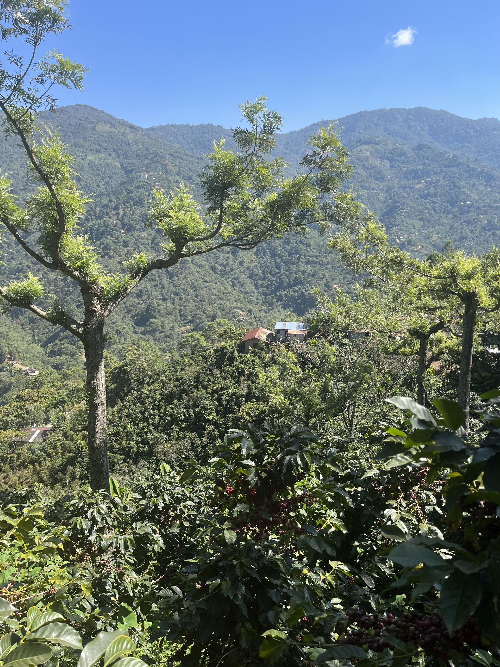 Quetzalito