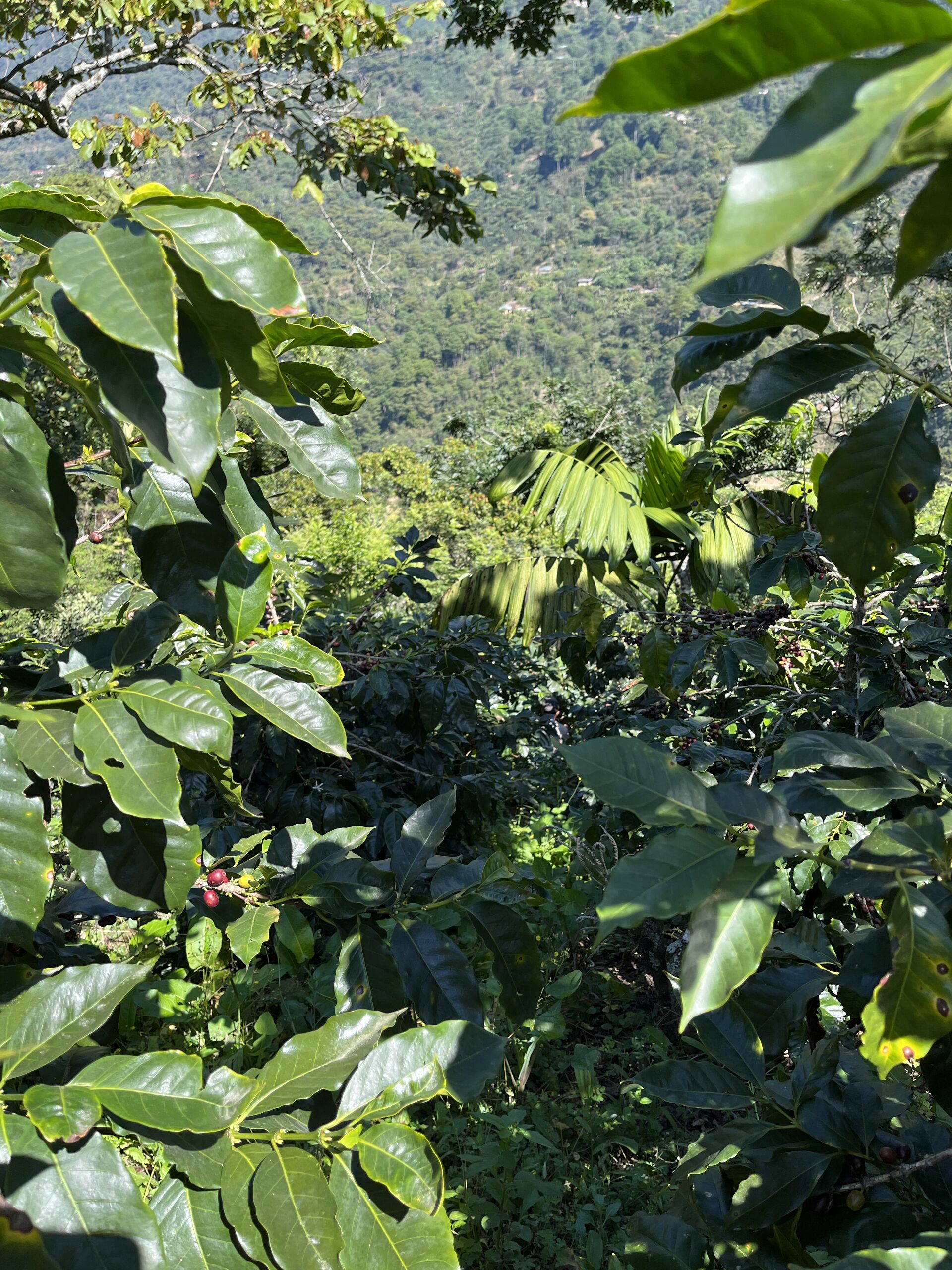 Quetzalito