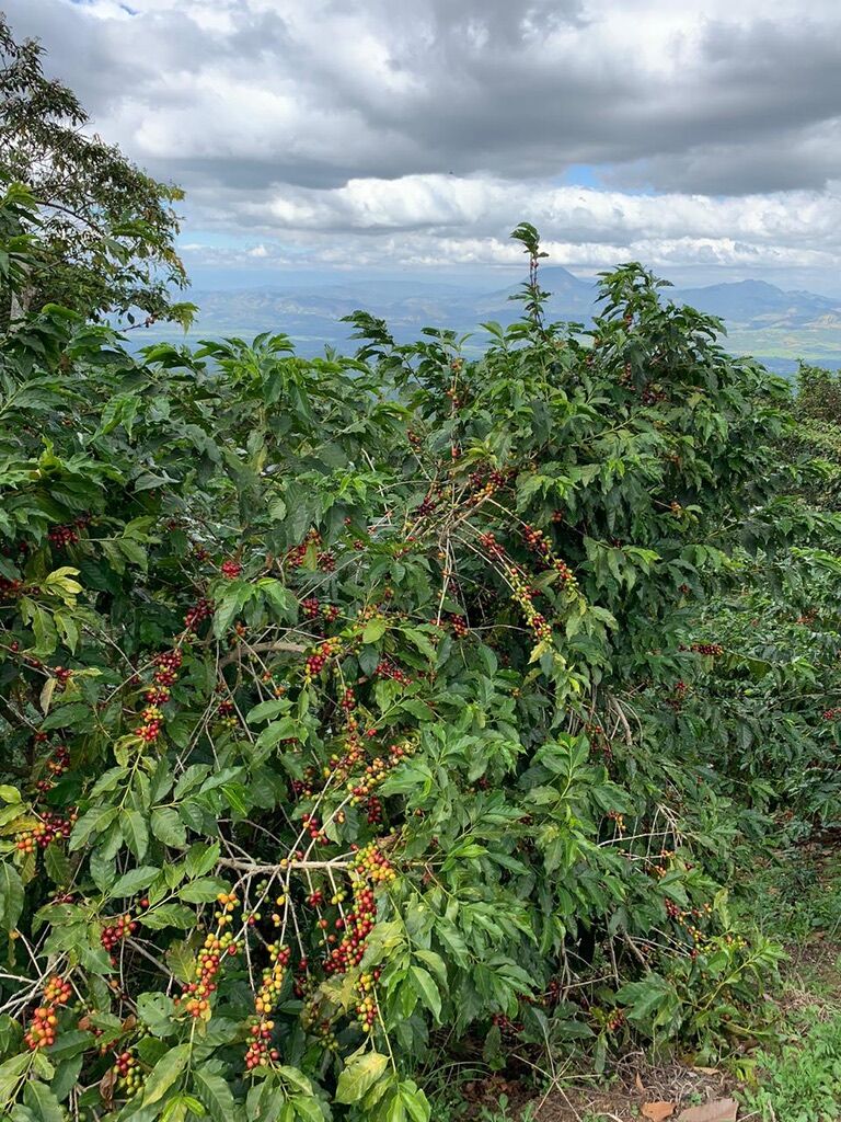 Finca San José