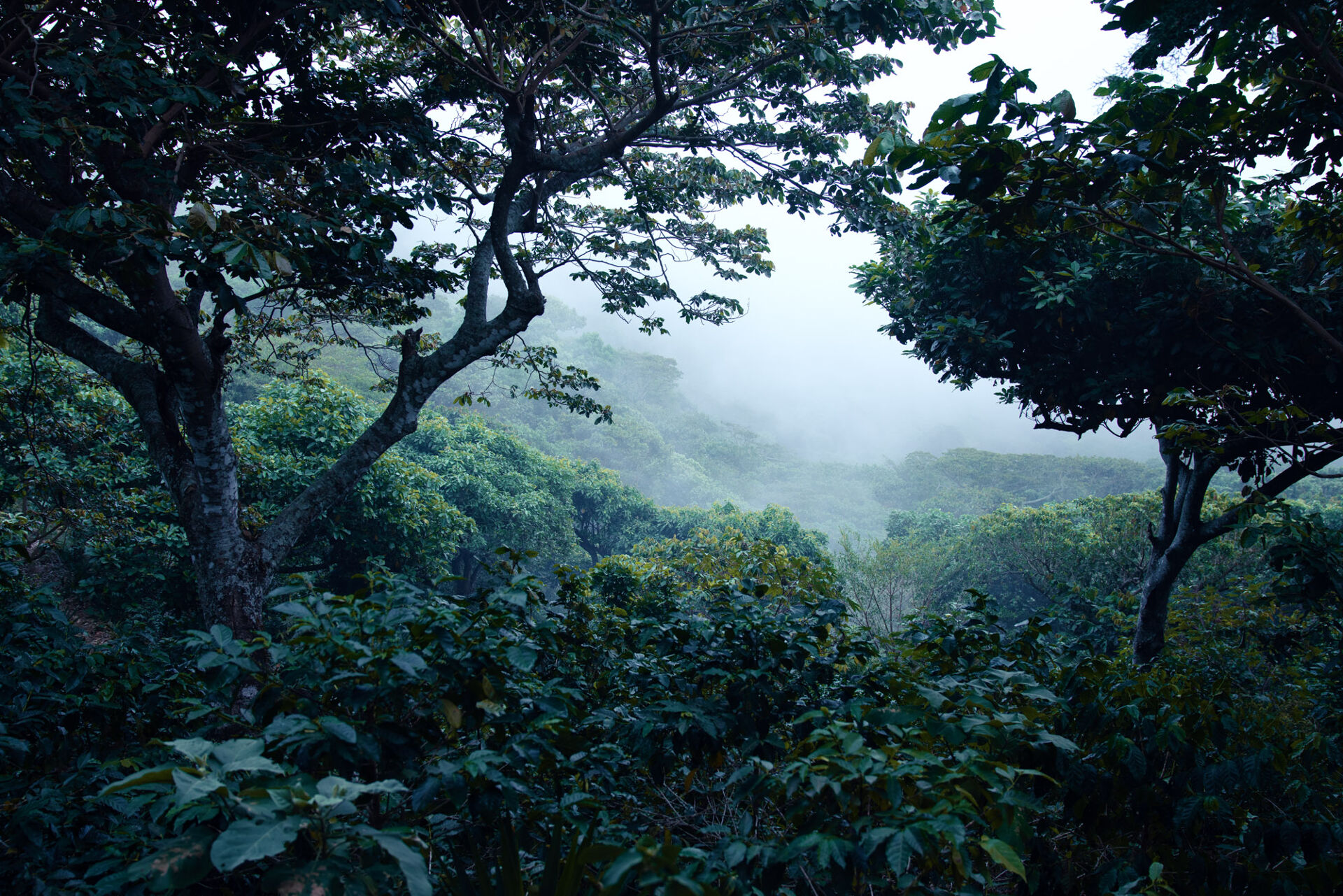 Finca San José