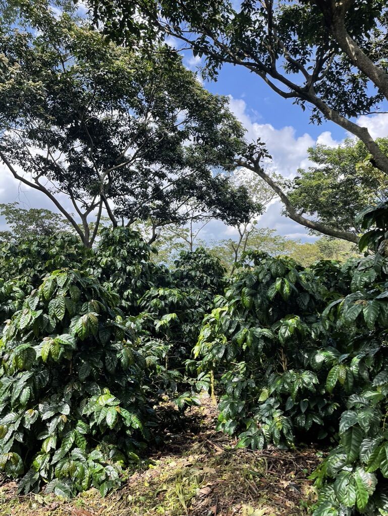 Finca San José
