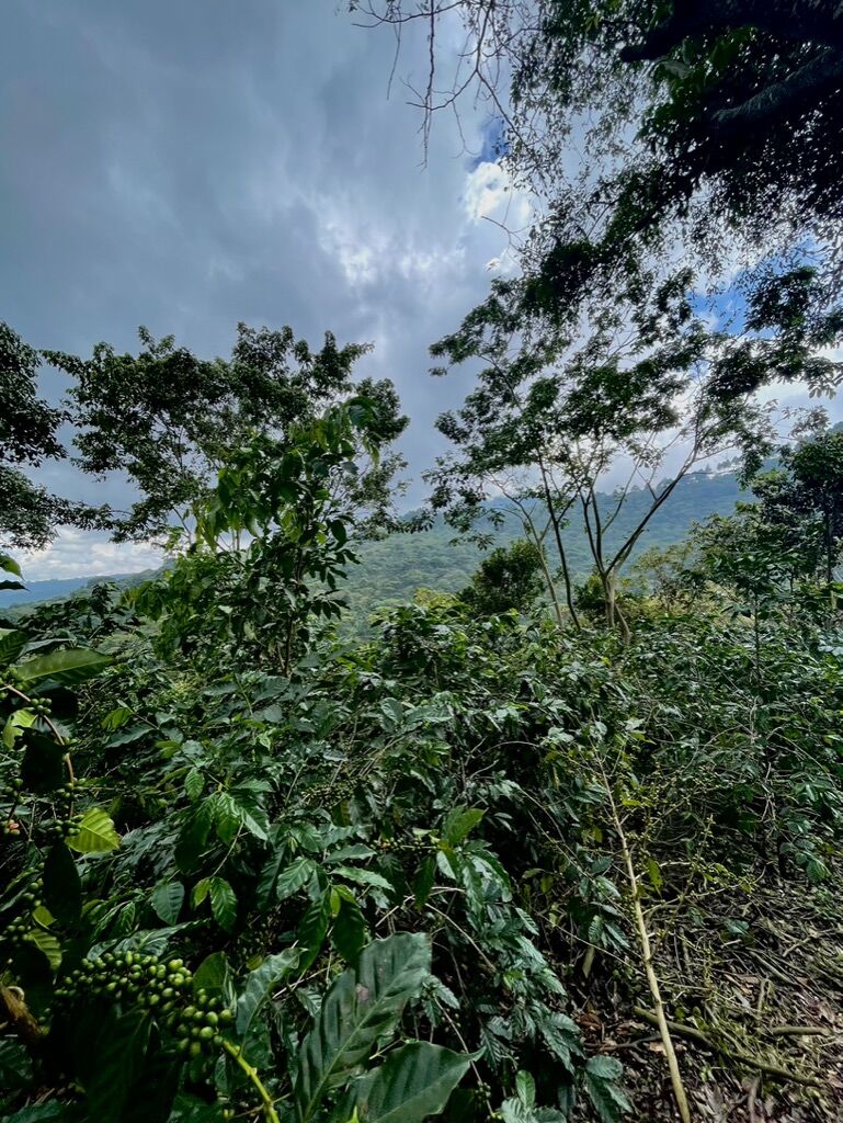 Finca San José