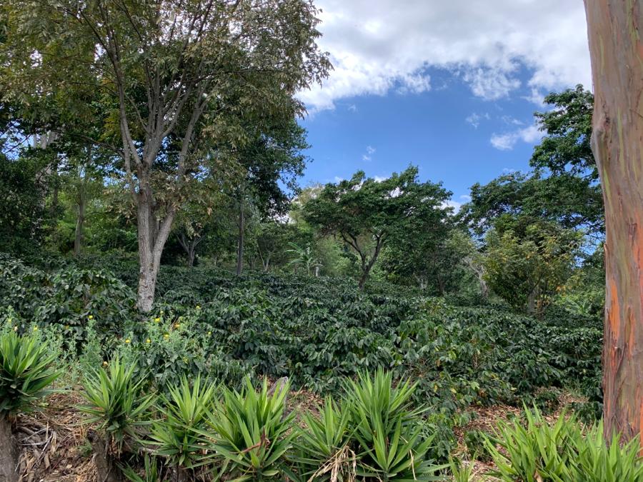 Finca San José