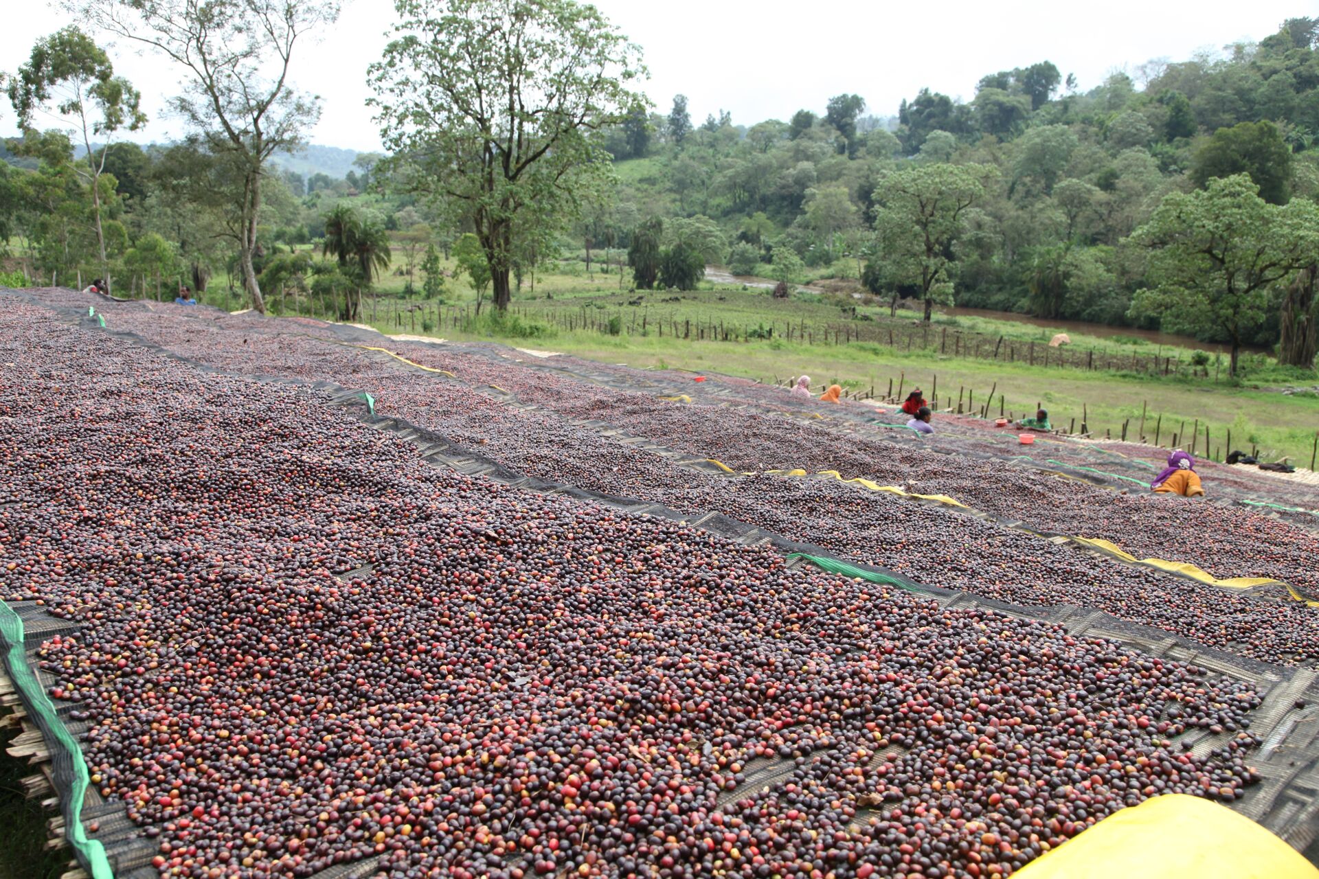 Jebena Sidama
