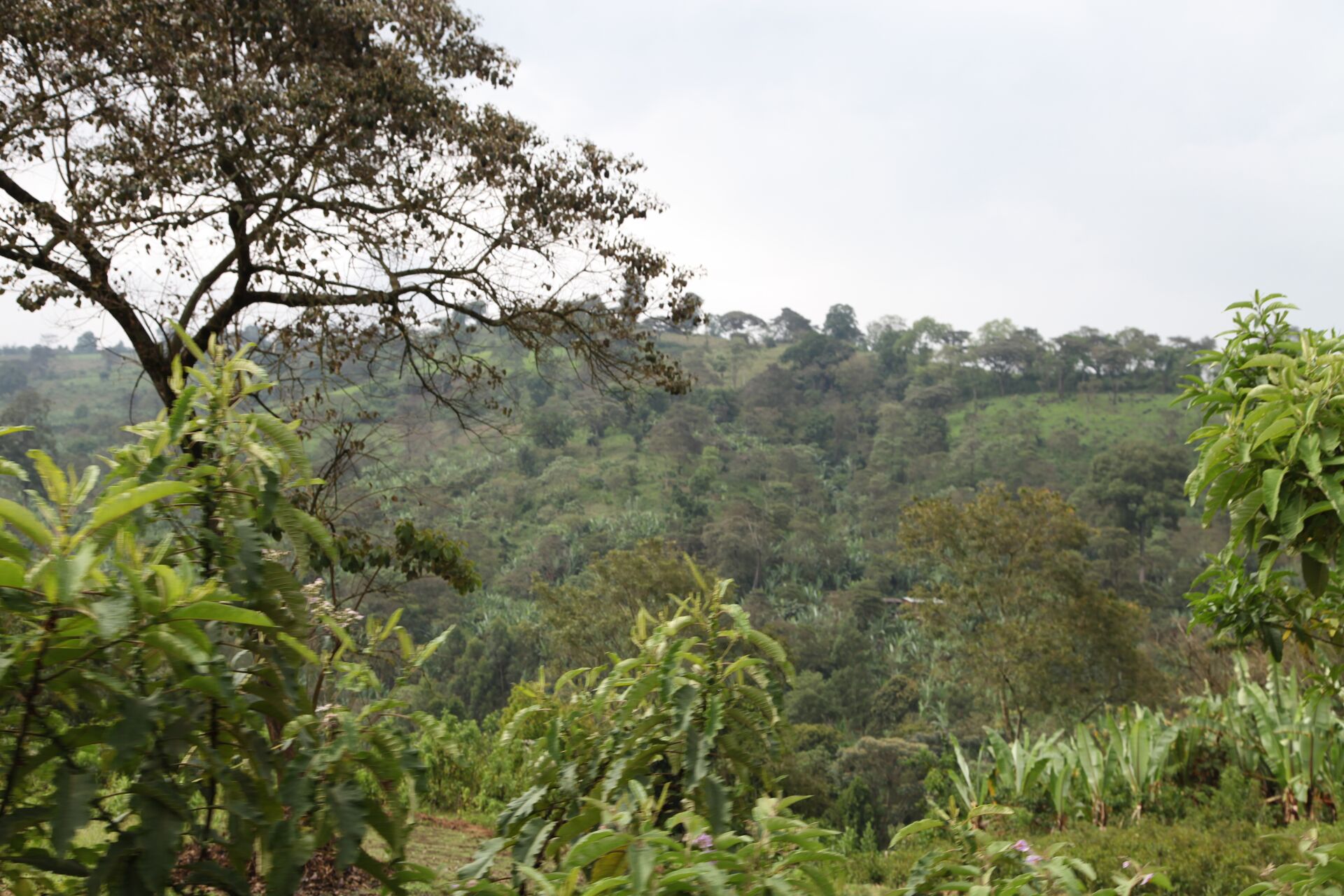 Jebena Sidama