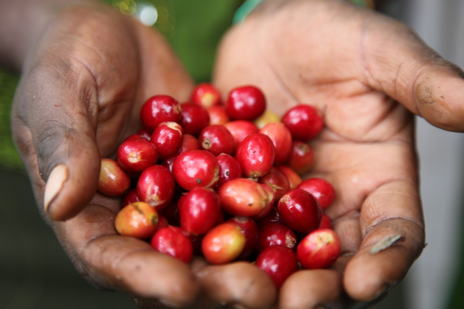 Jebena Sidama