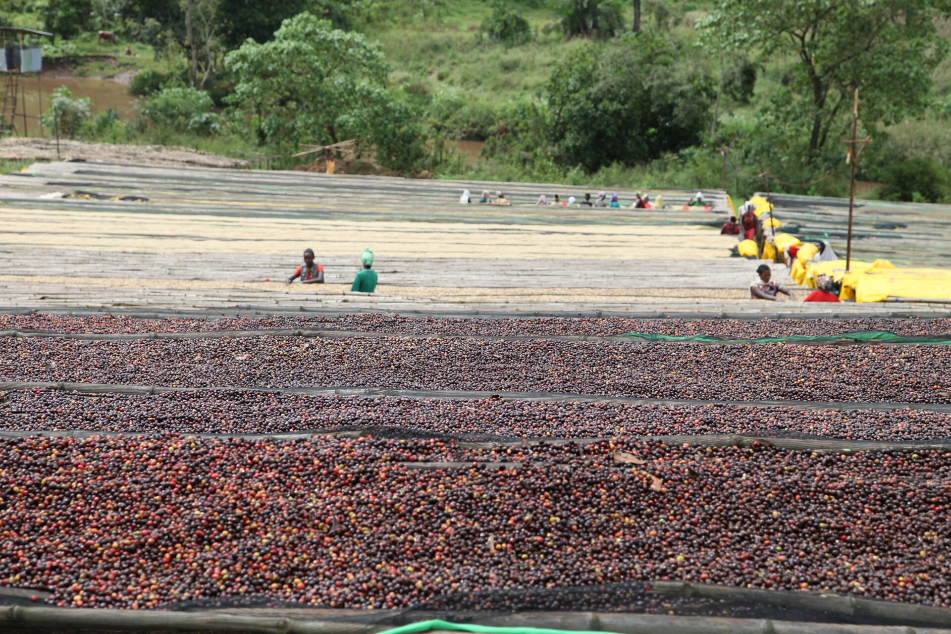 Jebena Sidama