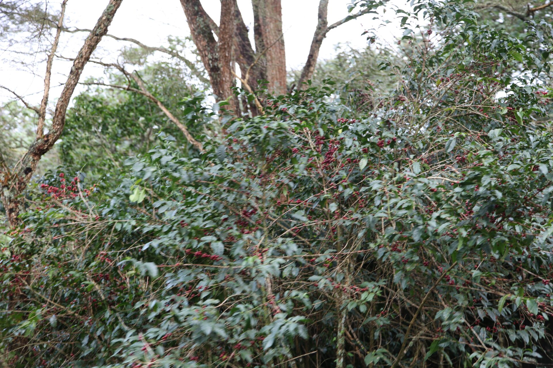 Jebena Sidama