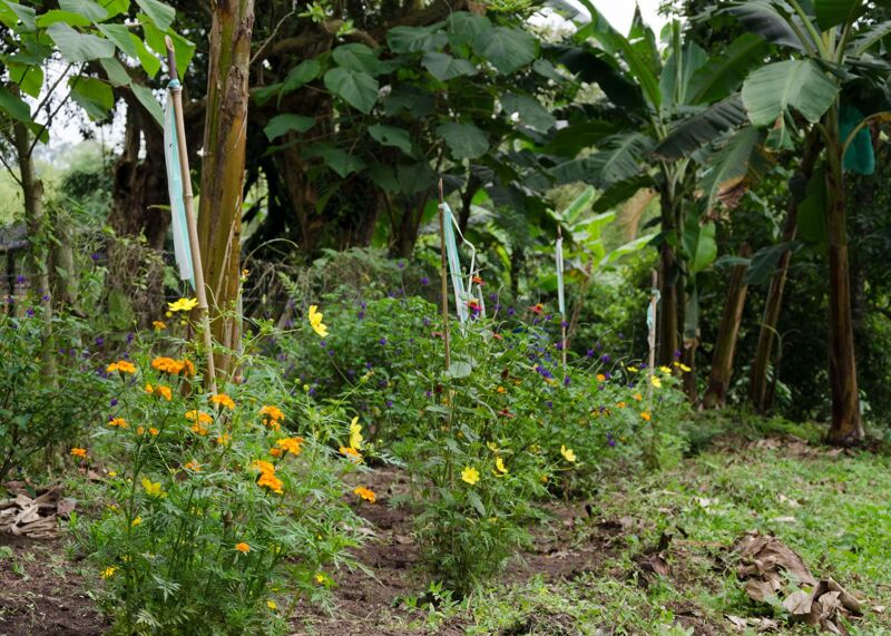 Flower Corridors - Colombia
