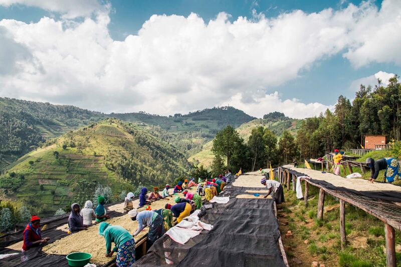 Greengo - Rwanda