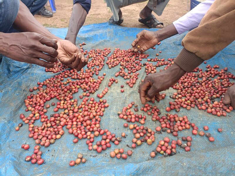 Kikenene : specialty robusta in Uganda
