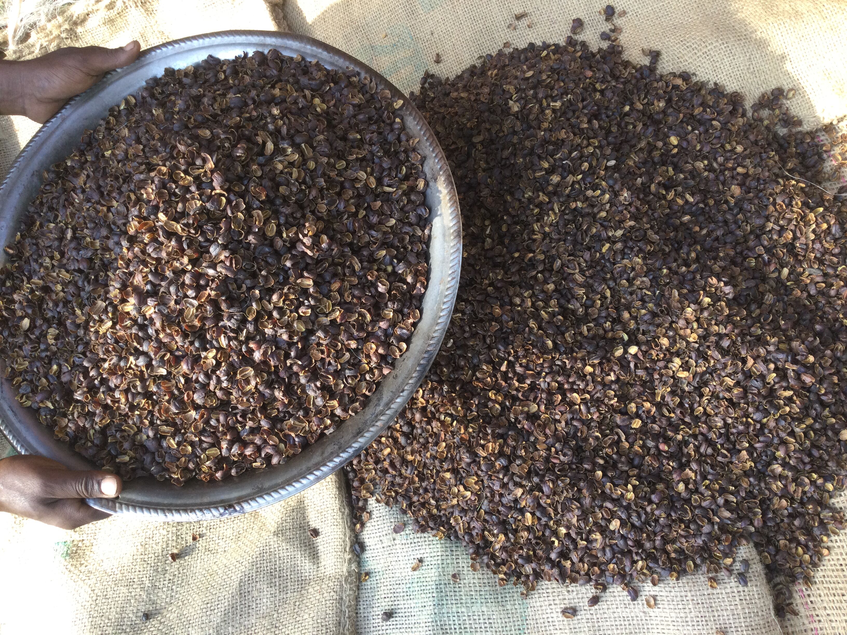 Ahmed+Abatemam%2C+Cascara+Sorting%28Jan%2C+2022%29