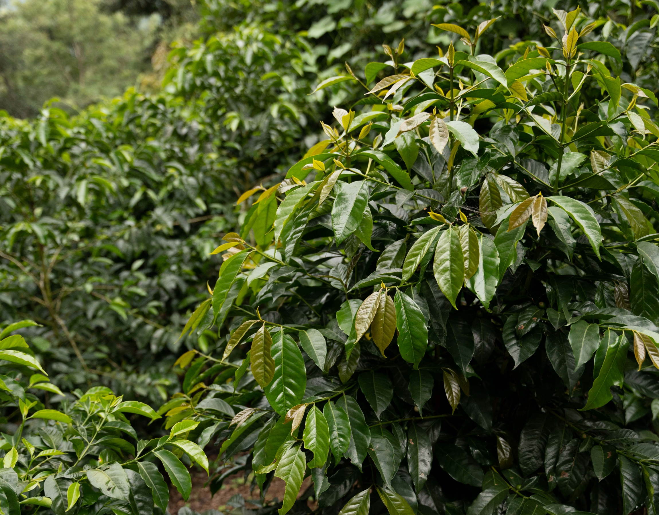Finca%20Gascon Caturra%20Lactique%20Nature