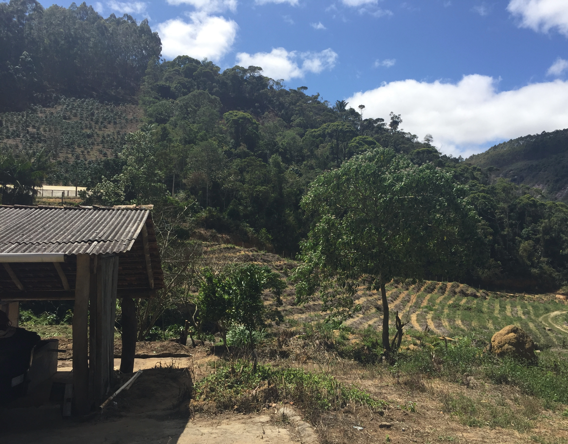 Rancho+Dantas Bob+o+Link+ Pulped+Nature