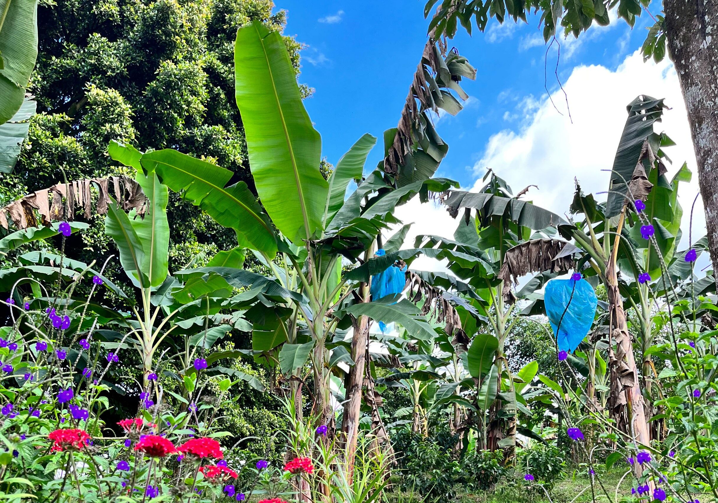 What are the benefits of pollination for coffee production?