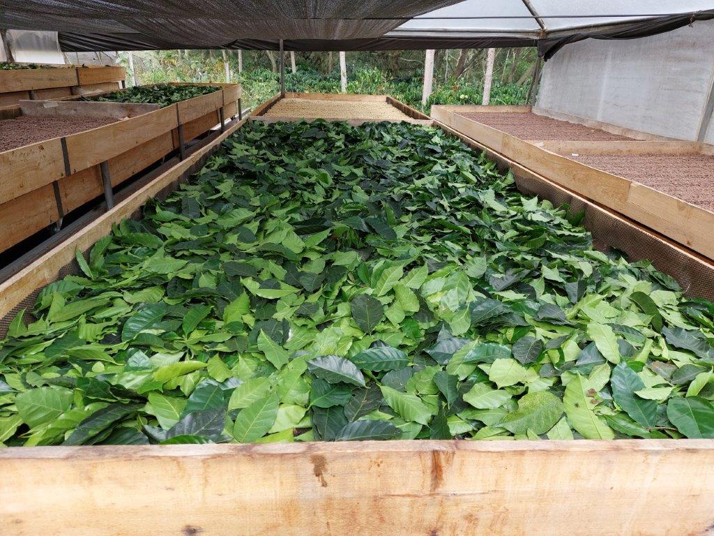 feuille cafeier terrazasdelpisque