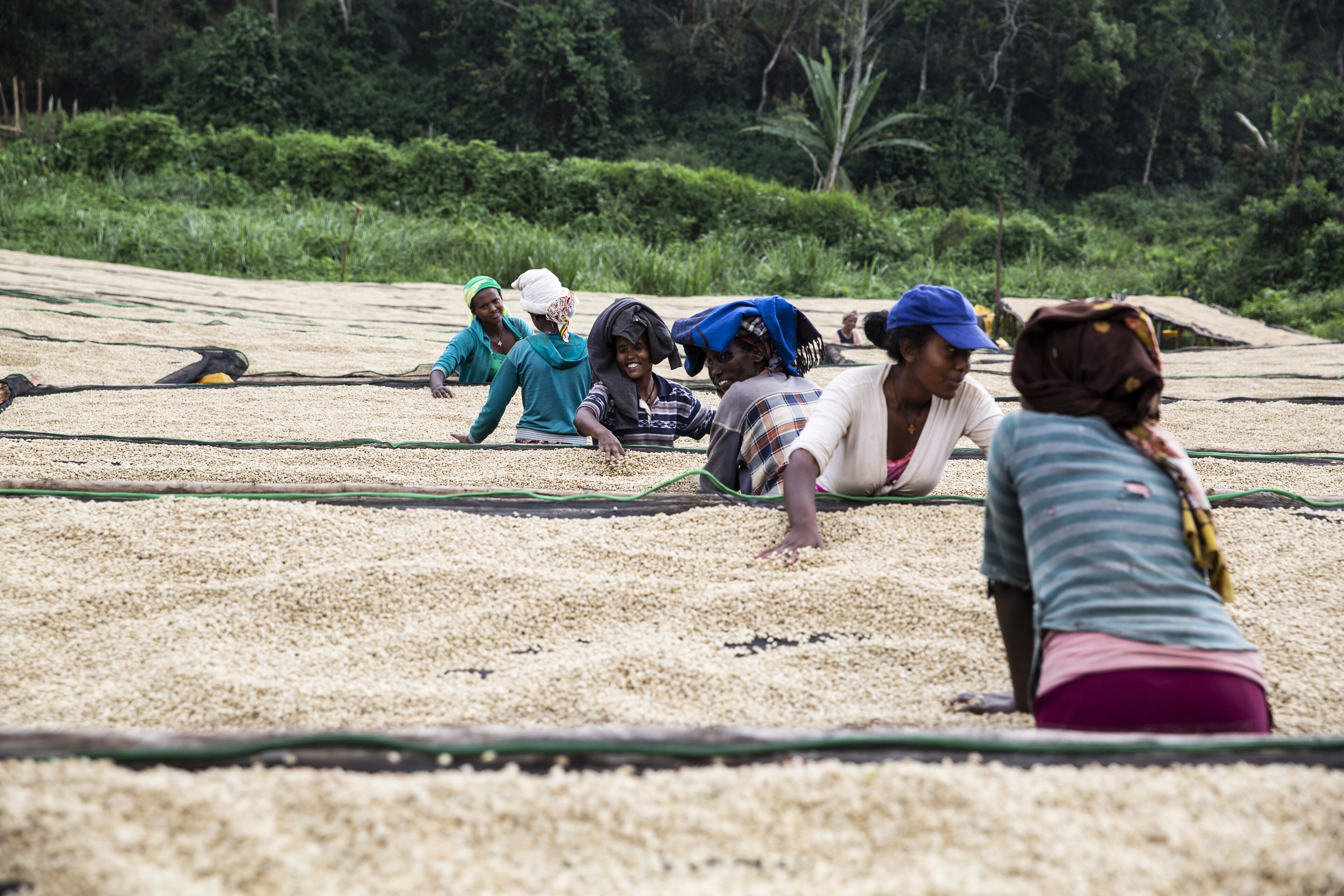 grades ethiopie