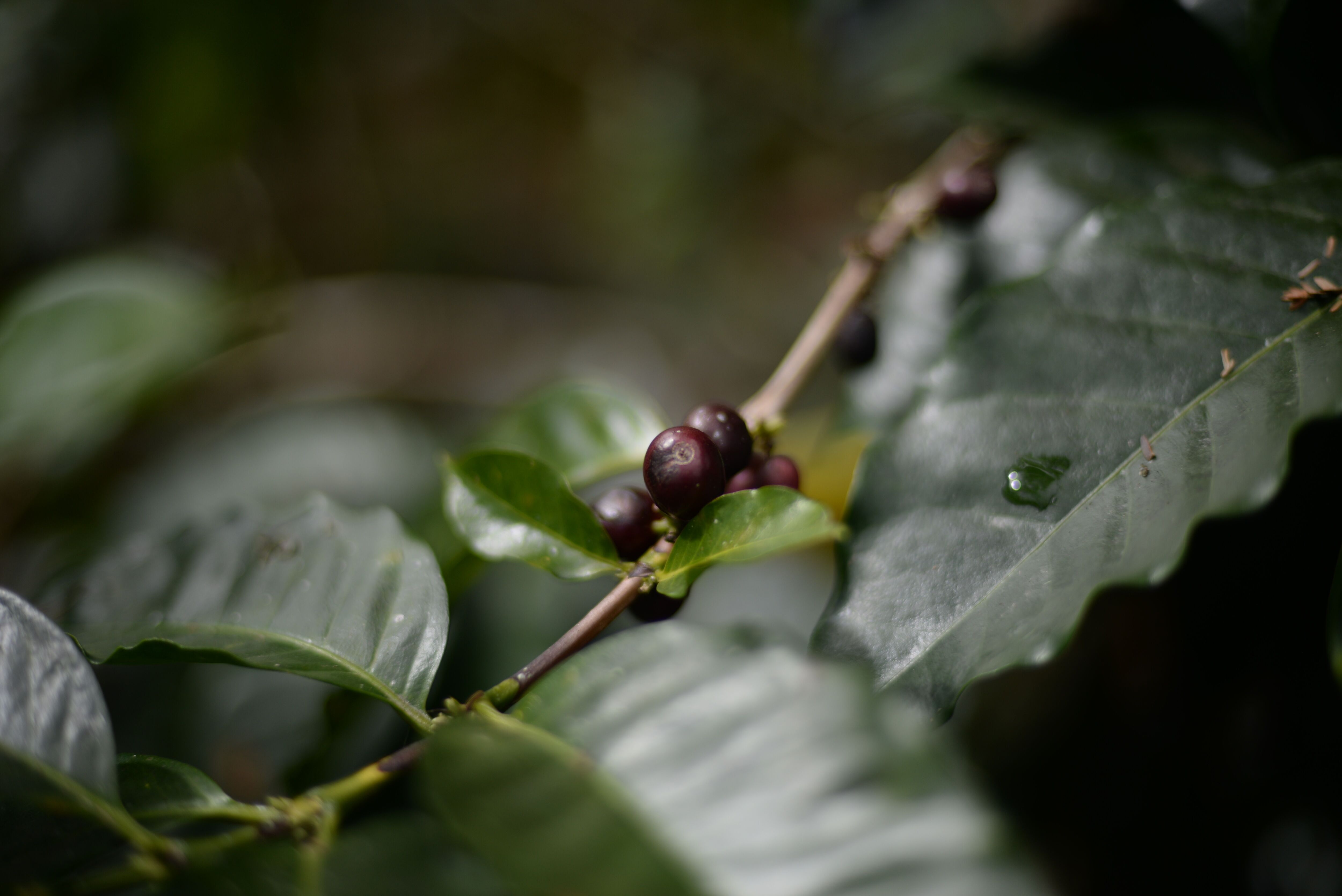 8d63ed4e-1e1b-58f8-beb4-f88b03a50000